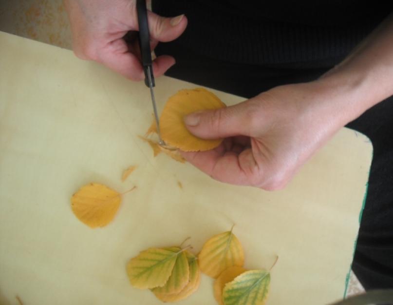 Как сделать розочки из листьев березы. Цветы из осенних листьев своими руками. Мастер-класс с пошаговыми фото. Оформление букетов из природного материала